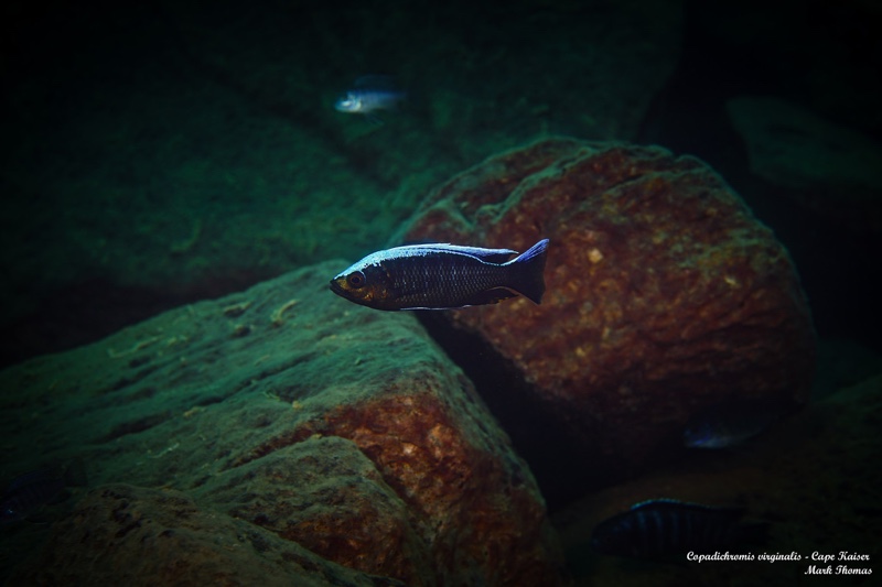Copadichromis virginalis 'Cape Kaiser'